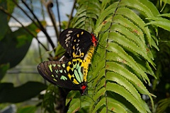 0670 Butterfly Sanctuary Kuranda
